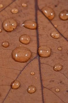Dry leaf with water drops Foto stock
