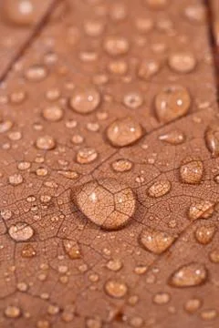 Dry leaf with water drops Stock Photos