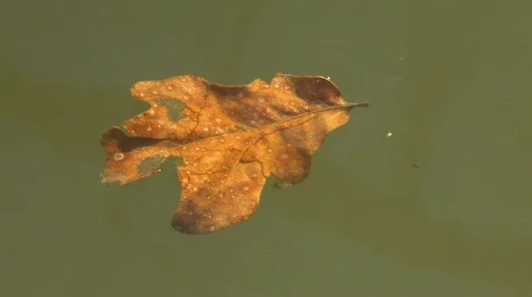 Dry leaf on the water Stock Footage 842654