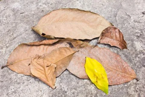 Dry leaf on a way Stock Photos