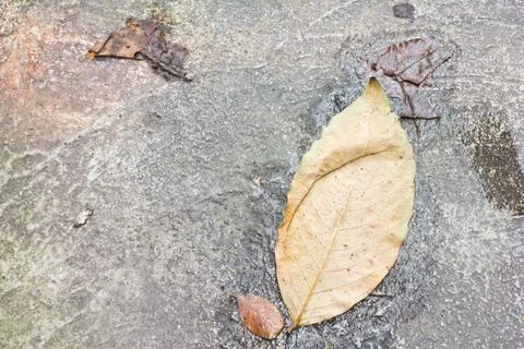 Dry leaf on a way Stock Photos