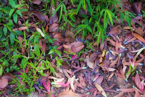 Dry leaf on a way Stock Photos
