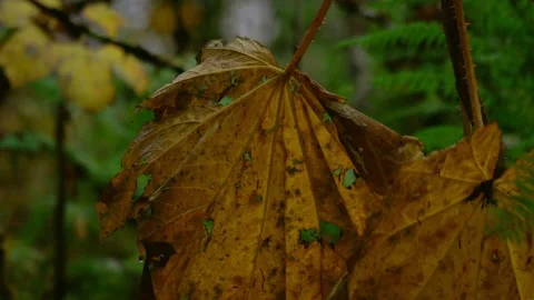 Dry leaf in wet forest Stock Footage 294709465