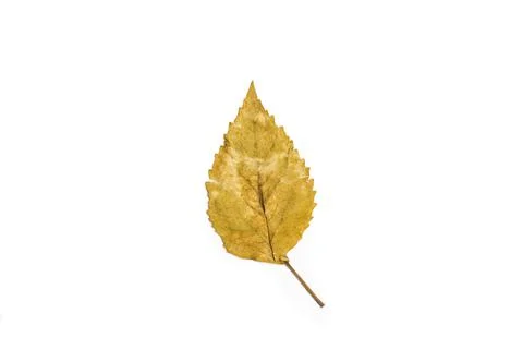 Dry leaf on a white background with copy space Foto stock