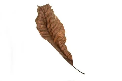 Dry leaf on white background Stock-Fotos