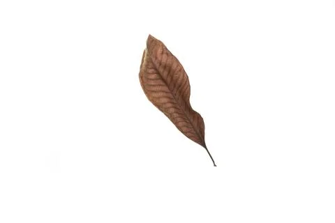 Dry leaf on white background Stock-Fotos