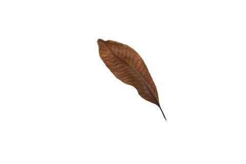 Dry leaf on white background Stock Photos