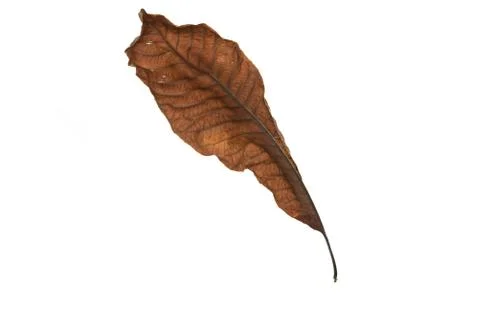 Dry leaf on white background Stock Photos