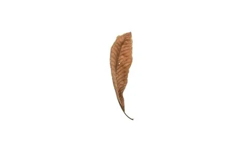 Dry leaf on white background Stock Photos