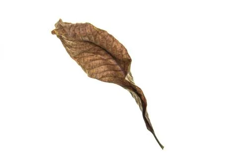 Dry leaf on white background 스톡 사진