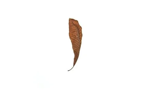 Dry leaf on white background Stock-Fotos
