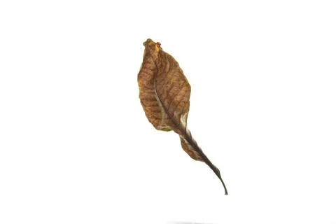 Dry leaf on white background Stock-Fotos