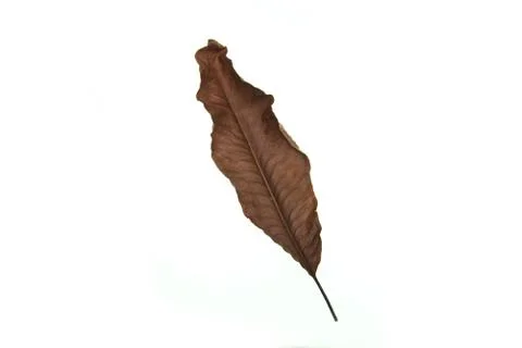 Dry leaf on white background Stock-Fotos