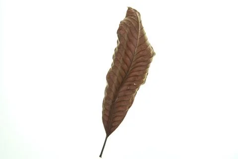 Dry leaf on white background Stock-Fotos