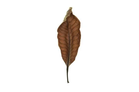 Dry leaf on white background Stock Photos