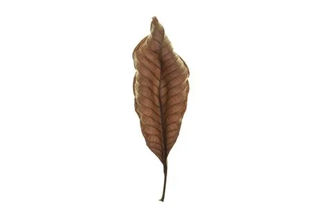 Dry leaf on white background Stock-Fotos