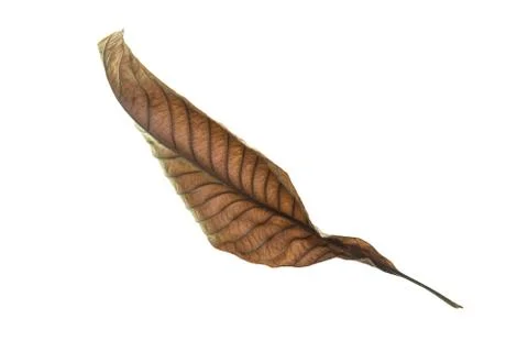 Dry leaf on white background Stock Photos