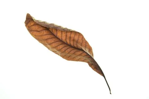 Dry leaf on white background Stock-Fotos