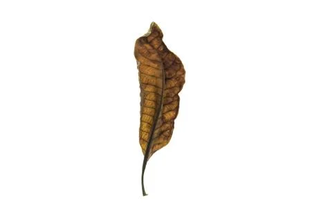 Dry leaf on white background Stock Photos