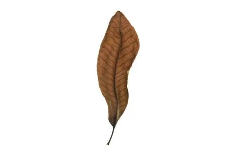 Dry leaf on white background Foto stock