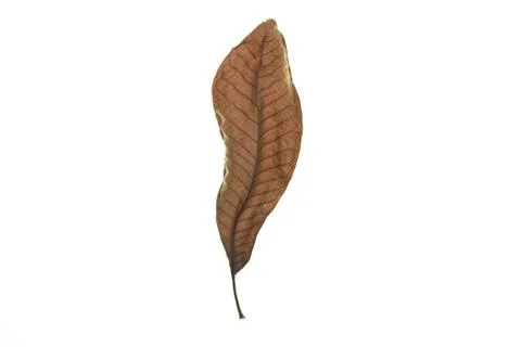 Dry leaf on white background Foto stock