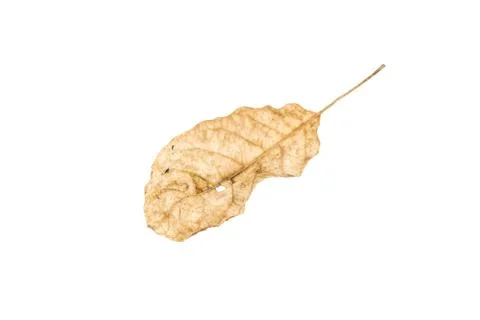 Dry leaf on white background Stock Photos