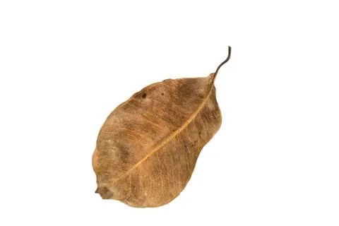 Dry leaf on white background Stock Photos