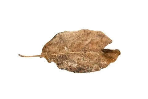 Dry leaf on white background Stock Photos