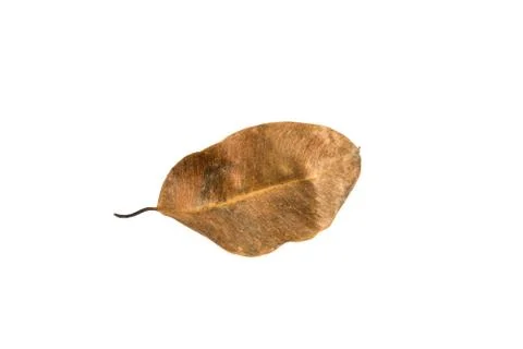 Dry leaf on white background Stock Photos
