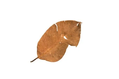 Dry leaf on white background Stock Photos