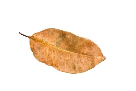 Dry leaf on white background Stock Photos