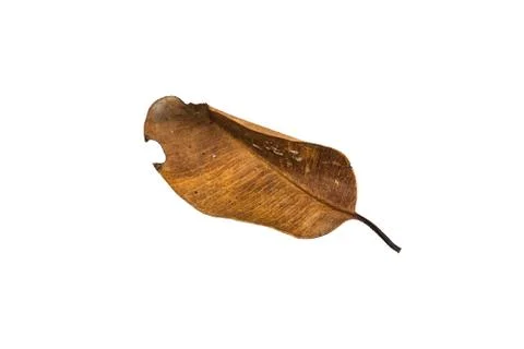 Dry leaf on white background Stock Photos