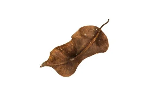 Dry leaf on white background Stock Photos