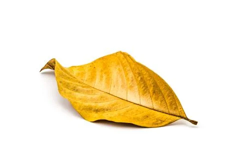 Dry leaf on white background Foto stock