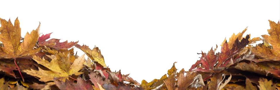 Dry leaf on the white background. Stock Photos