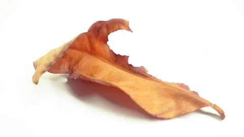 Dry Leaf on White Background Stock Photos