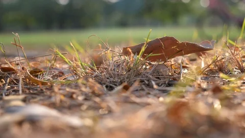 Dry leaf with wind blowing with nature background Video stock 103998293