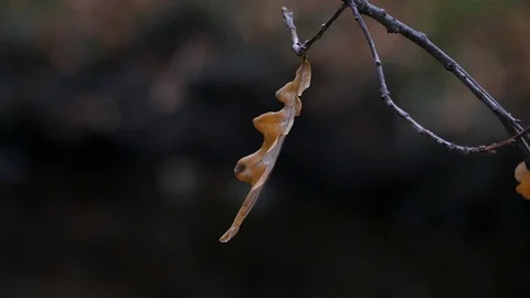 Dry leaf in the wind falls from a branch 스톡 동영상 97758194