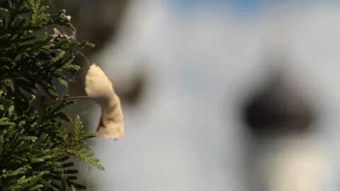 Dry leaf in the wind Stock Footage 240460641