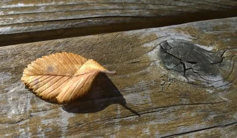 Dry Leaf on a Wooden Picnic Table in Fall Stock Photos