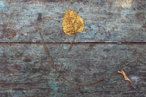 Dry leaf on wooden table background Stock Photos