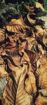 The Dry Leaf at the yard 스톡 사진