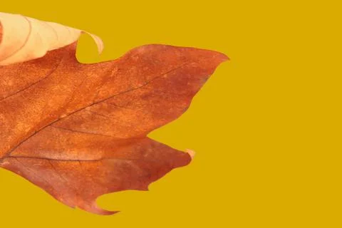 Dry leaf on yellow background Stock Photos