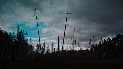 Dry leafless branches of high tree with gray sky Stock Footage 89766667