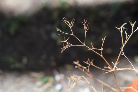 Dry leafless sprigs or twigs, natural life landscape background. Fall or Autu Stock Photos