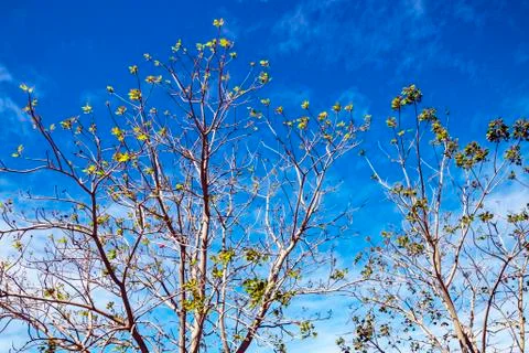 Dry Leafless Tree Branches Against Blue Cloudy Sky Stock Photos