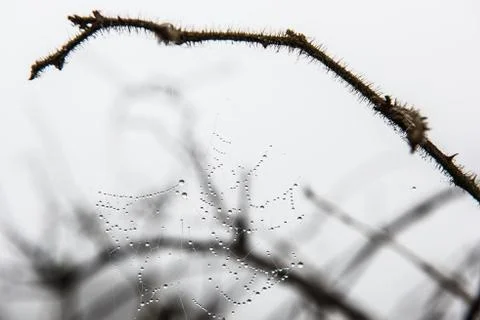 Dry Leafless Tree Stock Photos