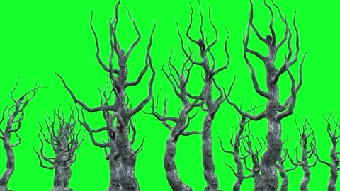Dry leafless trees in a swamp Stock Footage 274773706