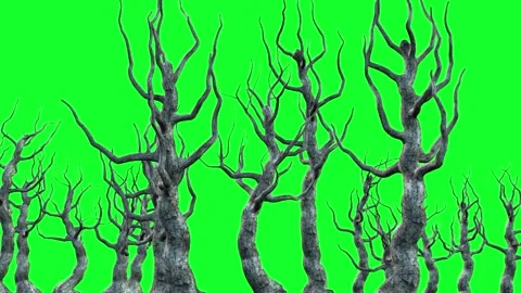 Dry leafless trees of a swamp Stock Footage 274774341