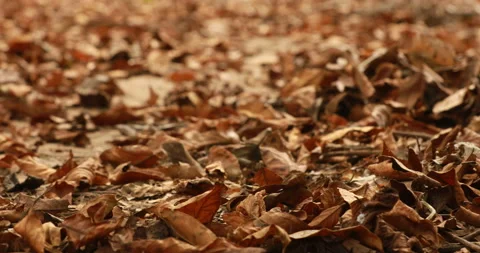 Dry Leafs closeup Stock Footage 171072548